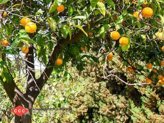 Calabrian Citrus Center SRL